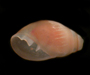 the pulmonate snail Creedonia succinea from an oyster reef near Charleston